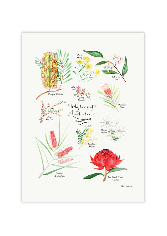 Art Print - Some Wildflowers of Australia